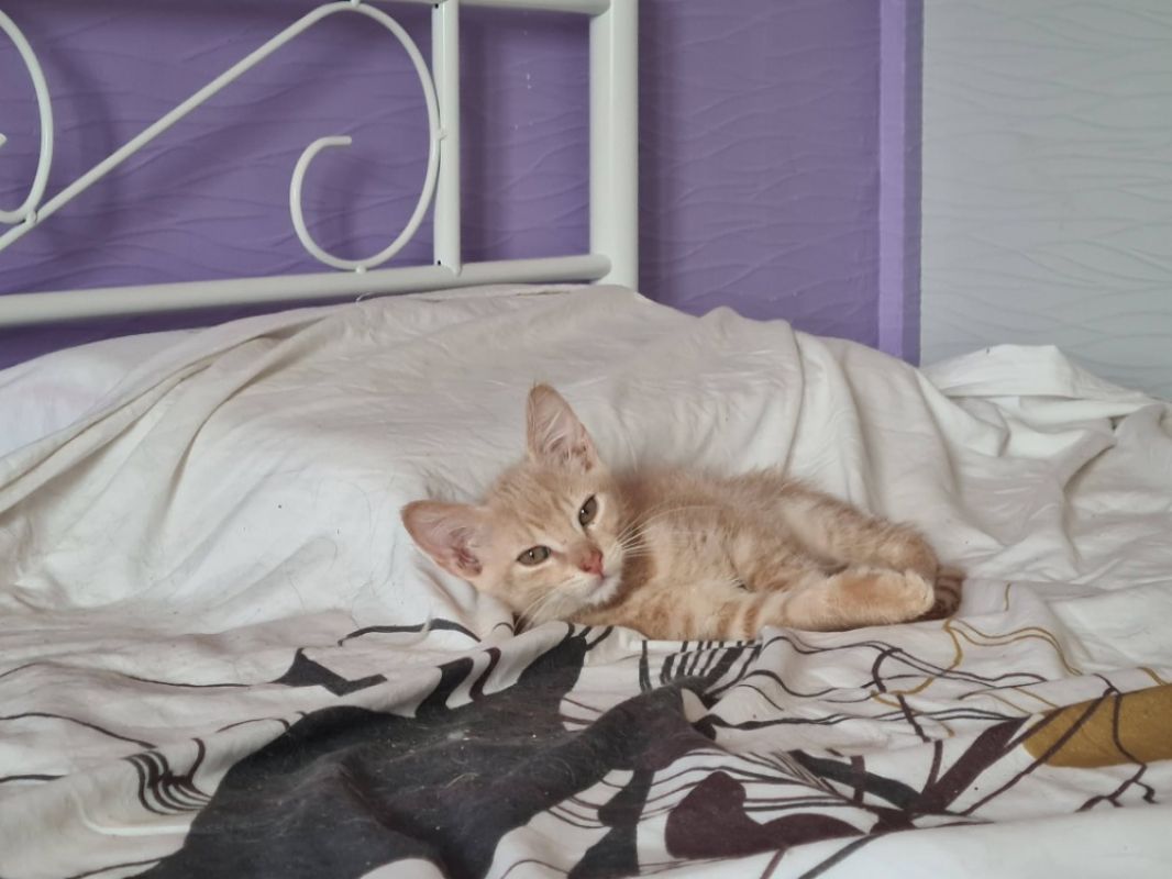Badasse - Chat Européen à adopter - photo 2