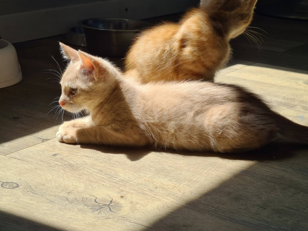 Badasse - Chat Européen à adopter - photo 3