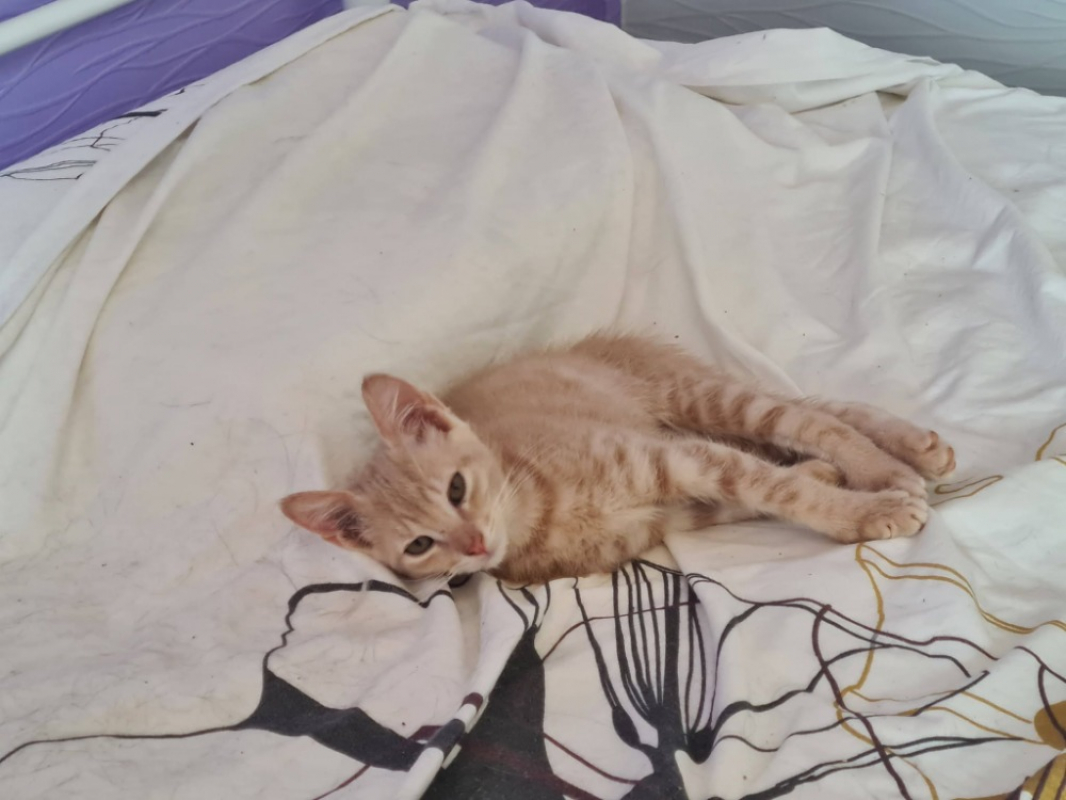 Badasse - Chat Européen à adopter - photo 4