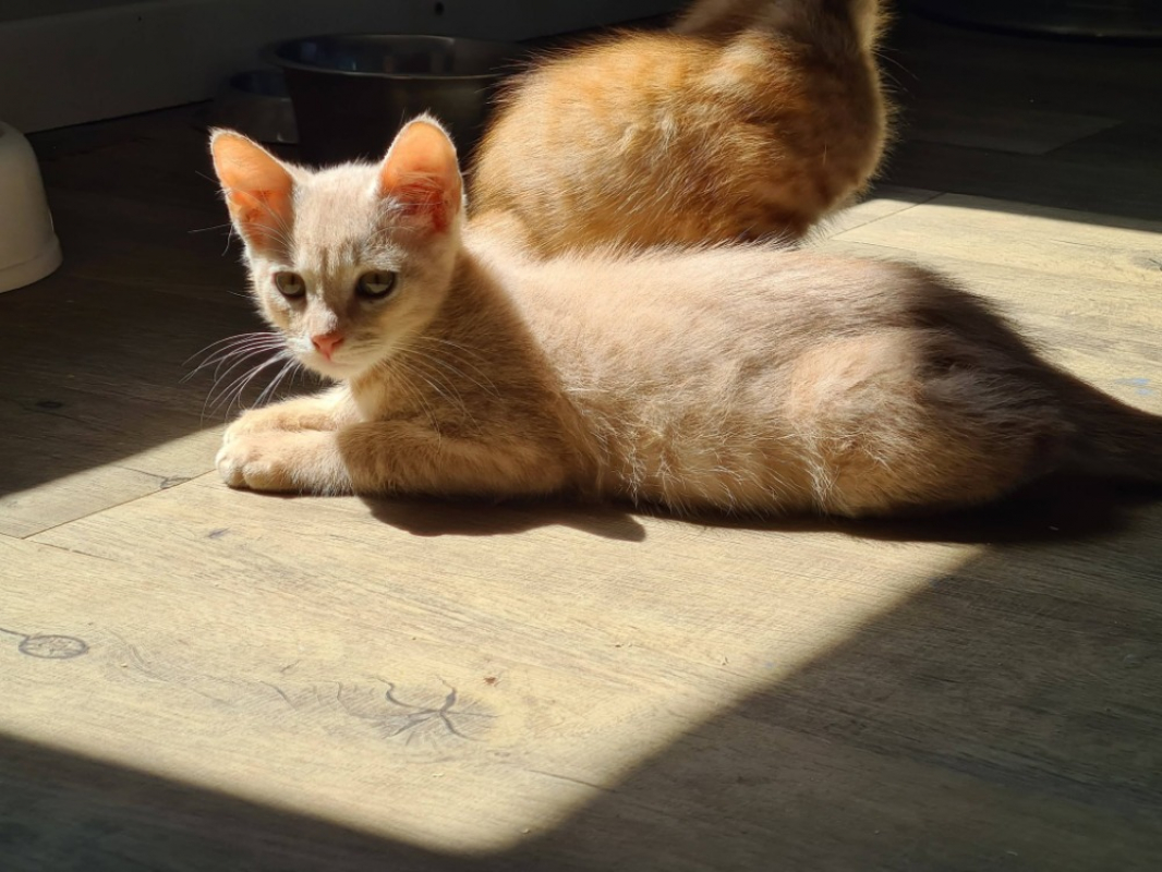 Badasse - Chat Européen à adopter - photo 5