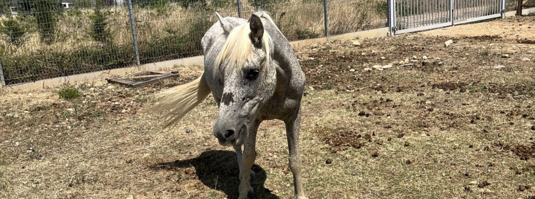 Gabian - Equidé Cheval à adopter