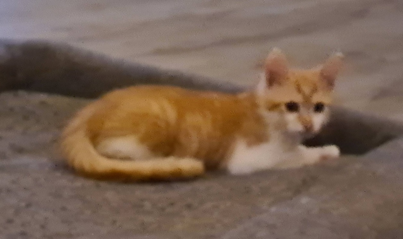 Bourrache - Chat Européen à adopter