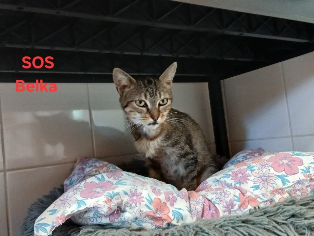 Belka - Chat Européen à adopter