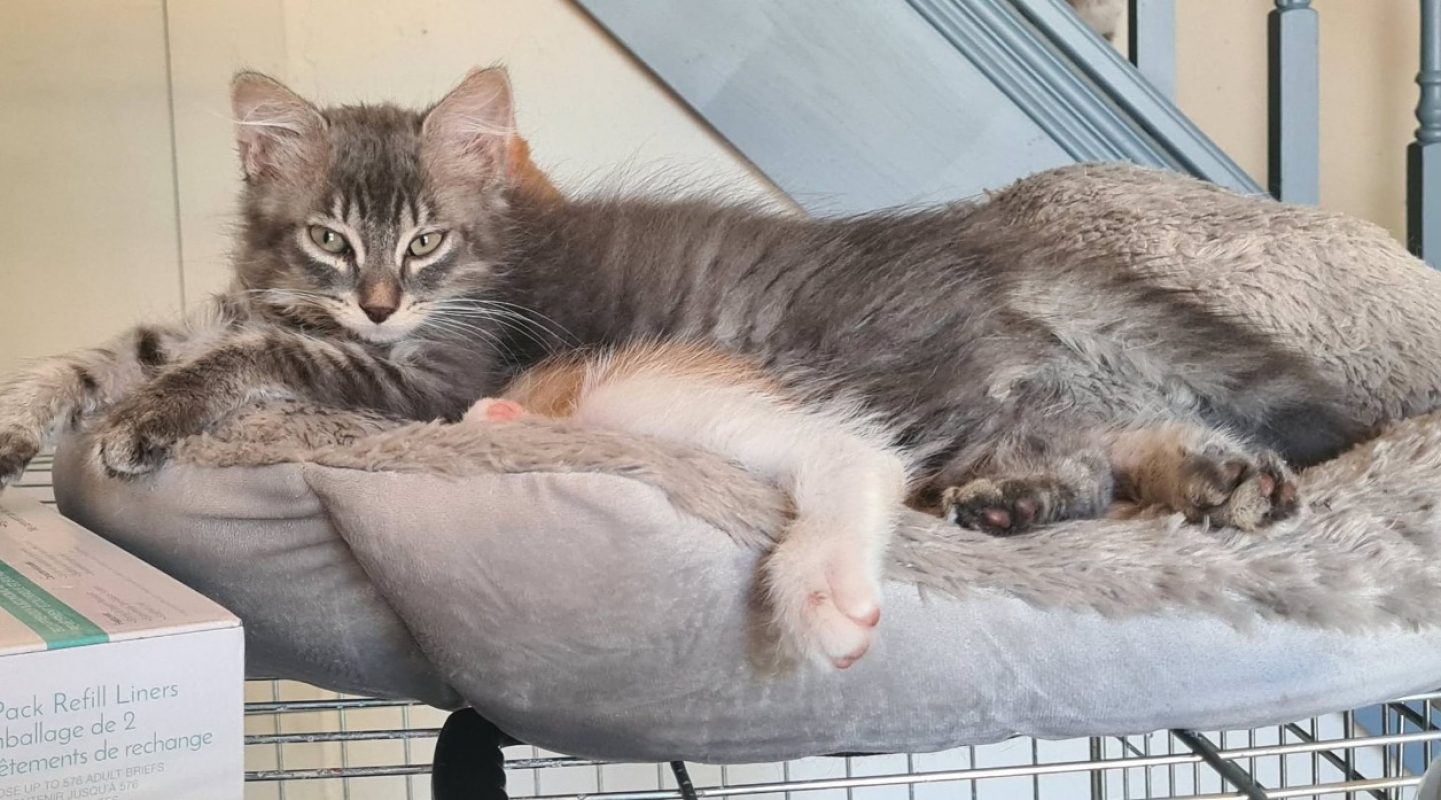 Barbiche - Chat Européen à adopter