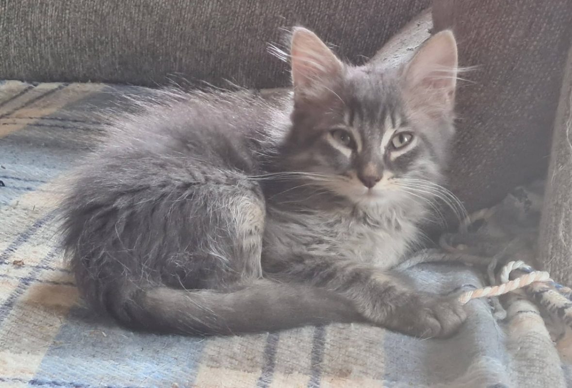 Barbiche - Chat Européen à adopter - photo 2