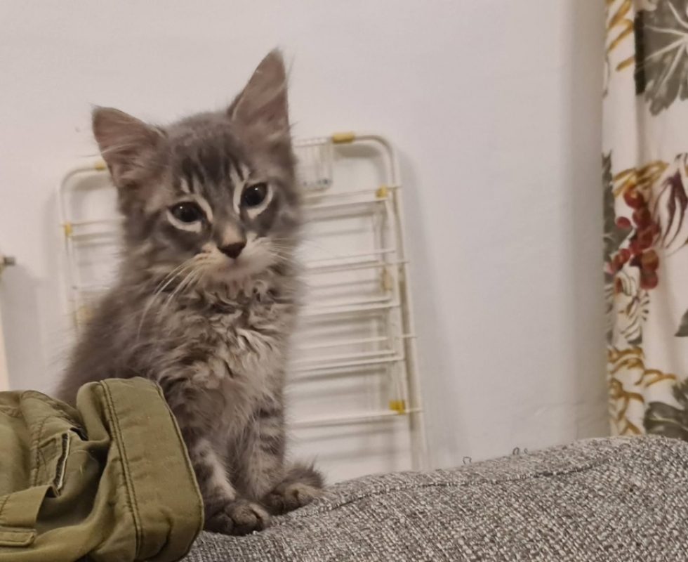 Barbiche - Chat Européen à adopter - photo 3