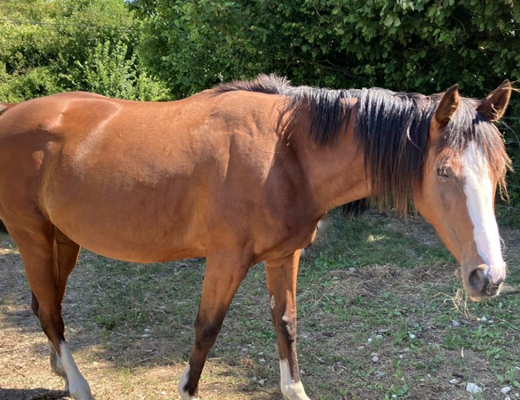Belinda - Equidé Cheval à adopter