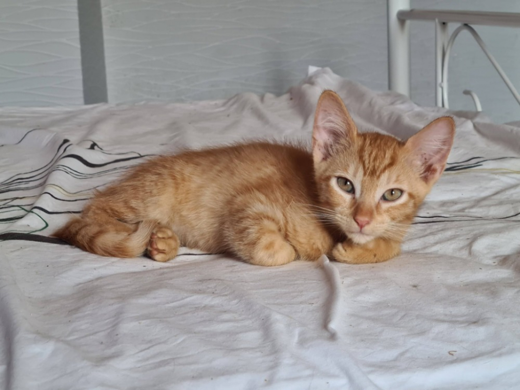 Ballote - Chat Européen à adopter
