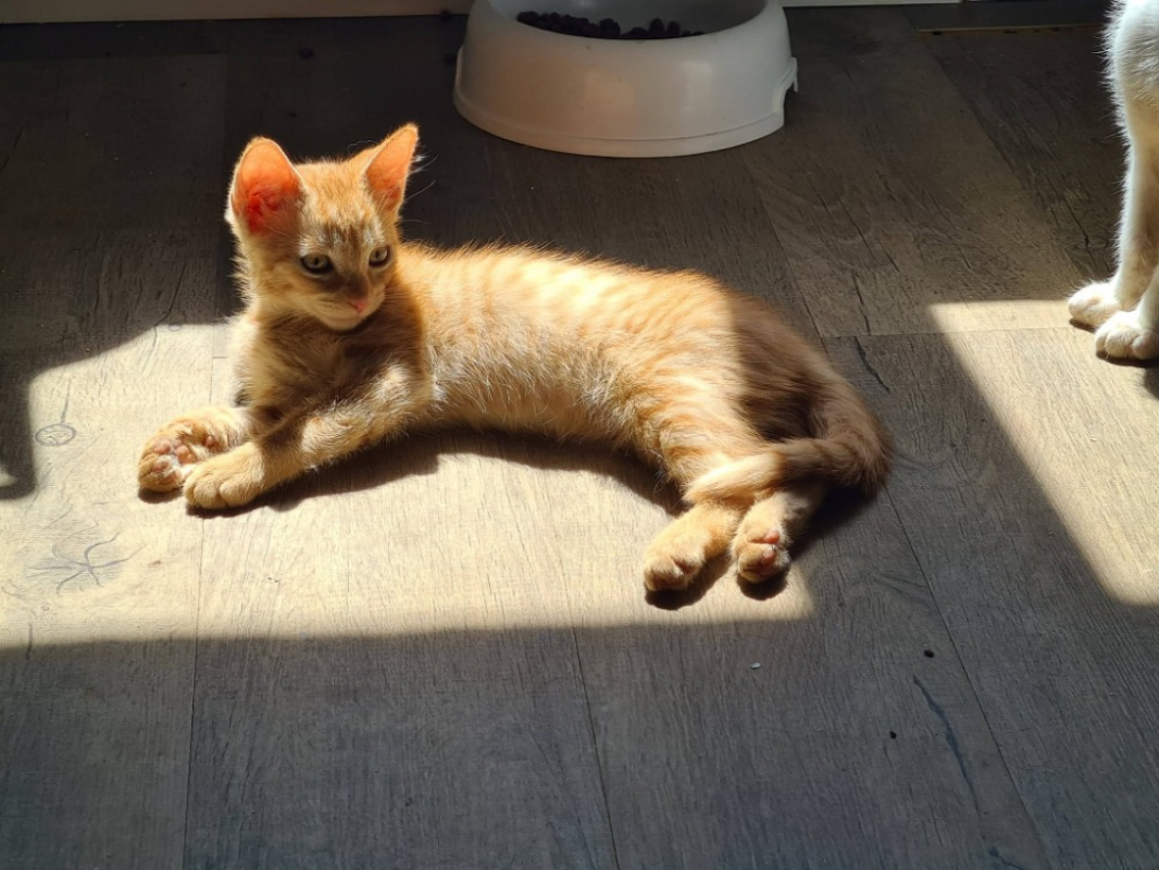 Ballote - Chat Européen à adopter - photo 2