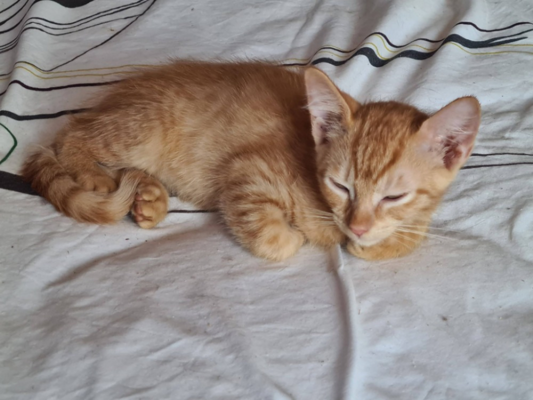 Ballote - Chat Européen à adopter - photo 3