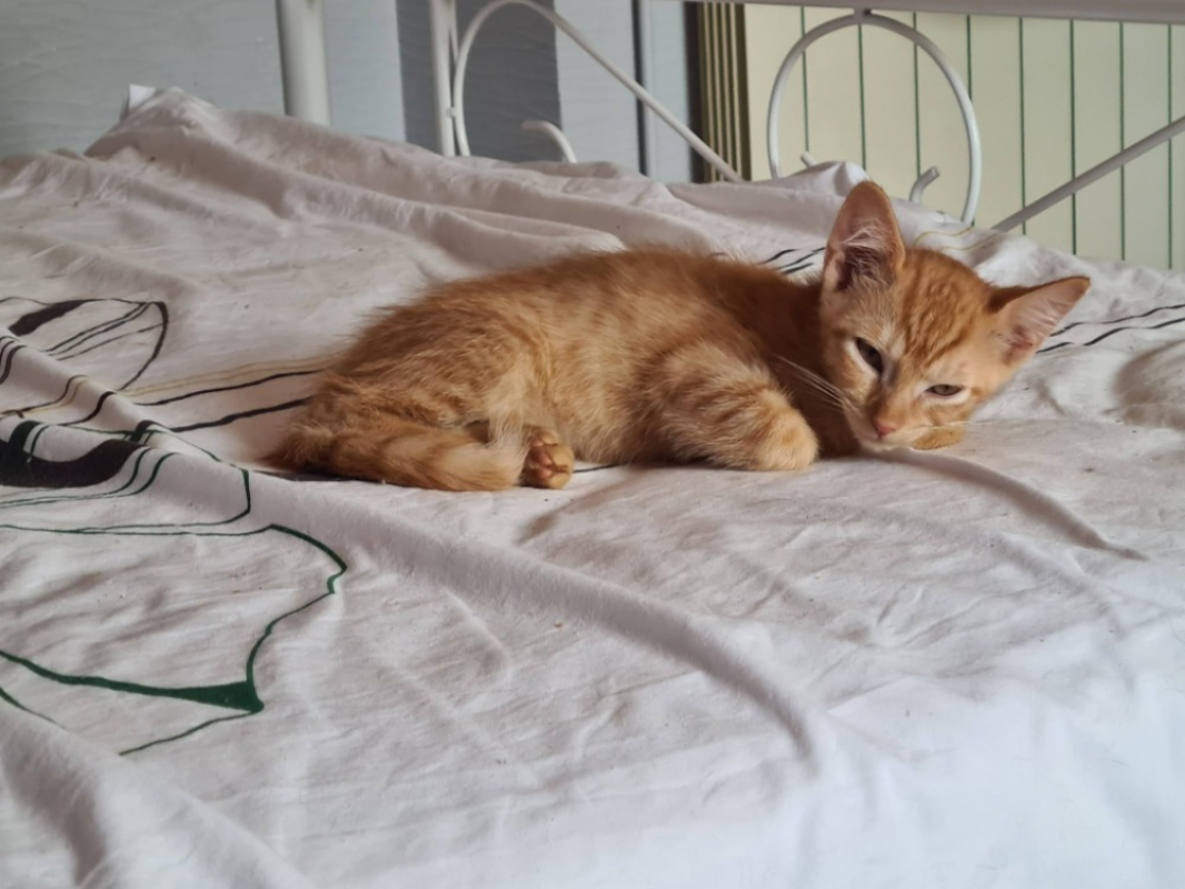 Ballote - Chat Européen à adopter - photo 4