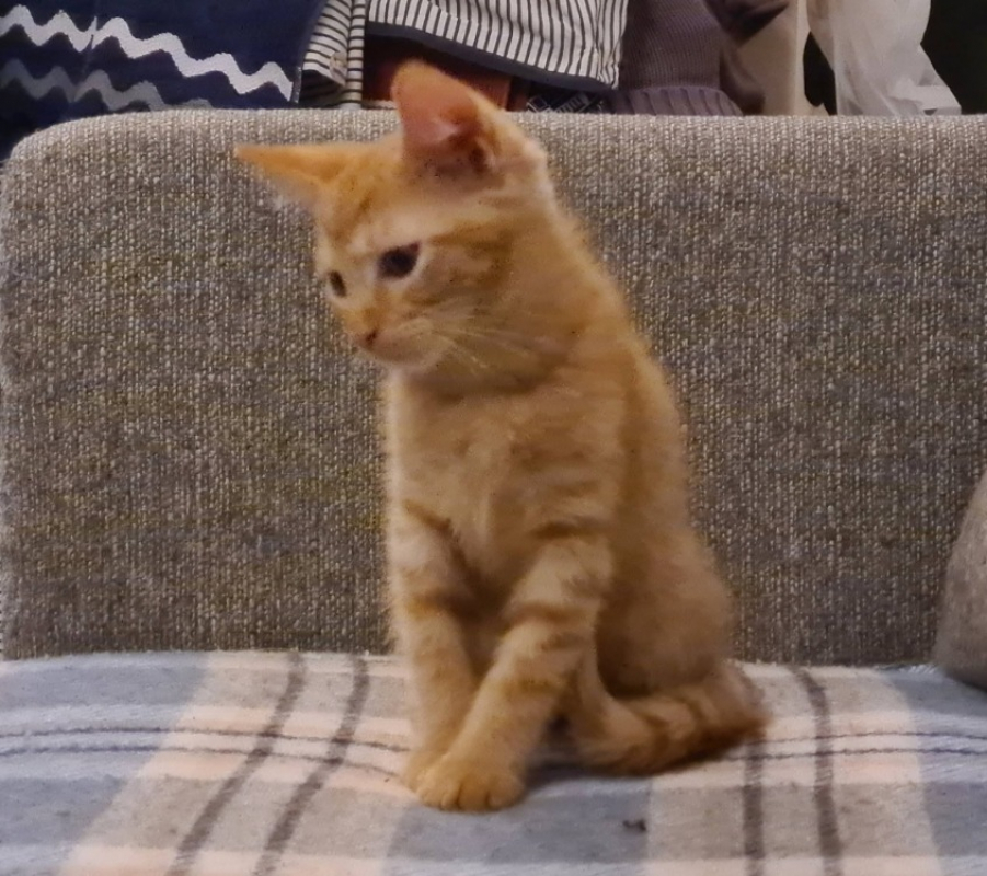 Ballote - Chat Européen à adopter - photo 5