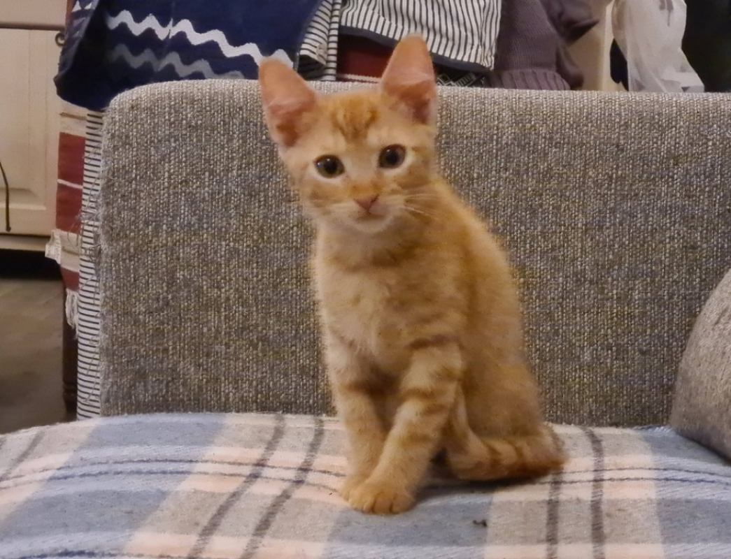 Ballote - Chat Européen à adopter - photo 6