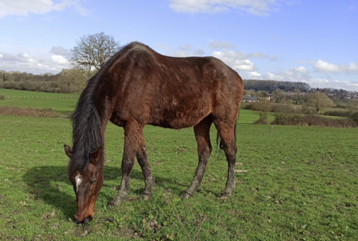 Atikokan - Equidé Cheval à adopter