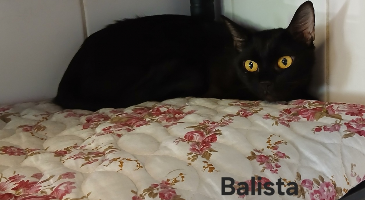 Balista - Chat Européen à adopter