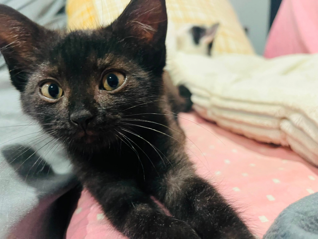 Lydia - Chat Européen à adopter