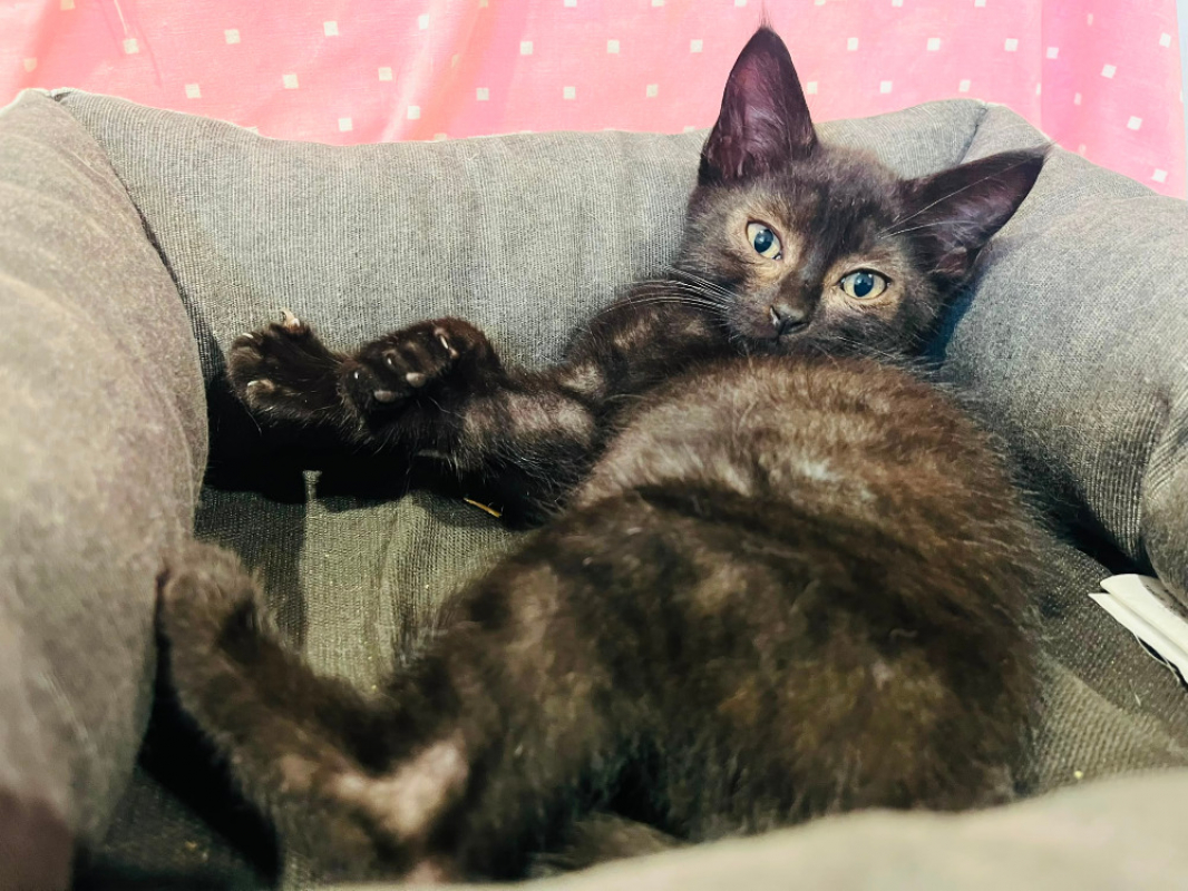 Albator - Chat Européen à adopter