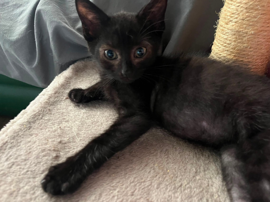 Albator - Chat Européen à adopter - photo 2