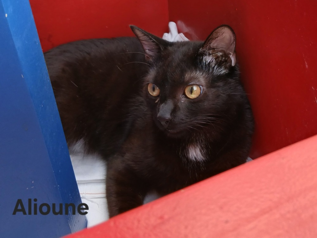 Alioune - Chat Européen à adopter