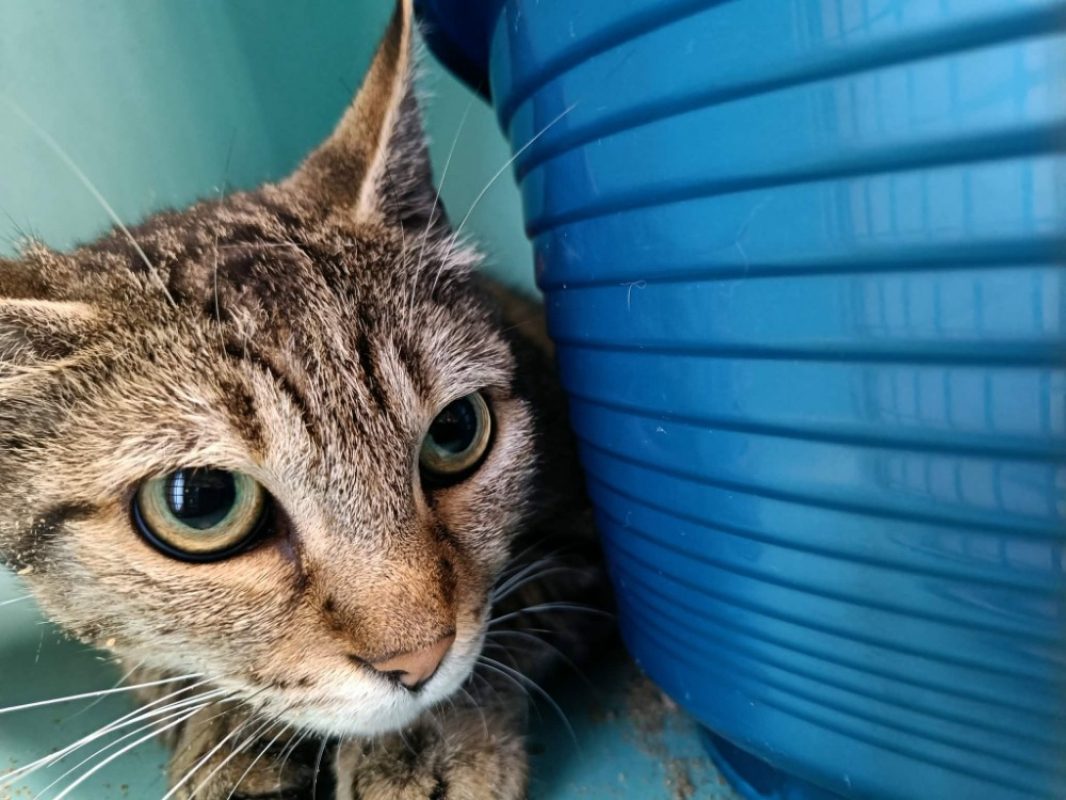Choupie - Chat Européen à adopter