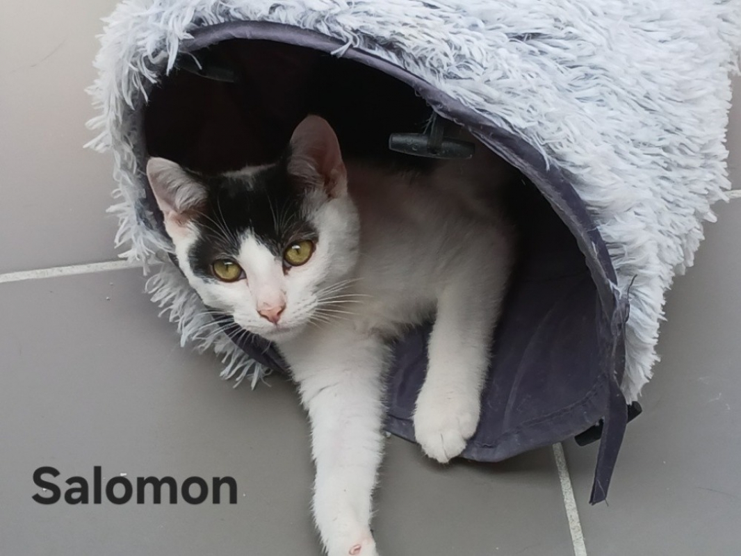 Salomon - Chat Européen à adopter