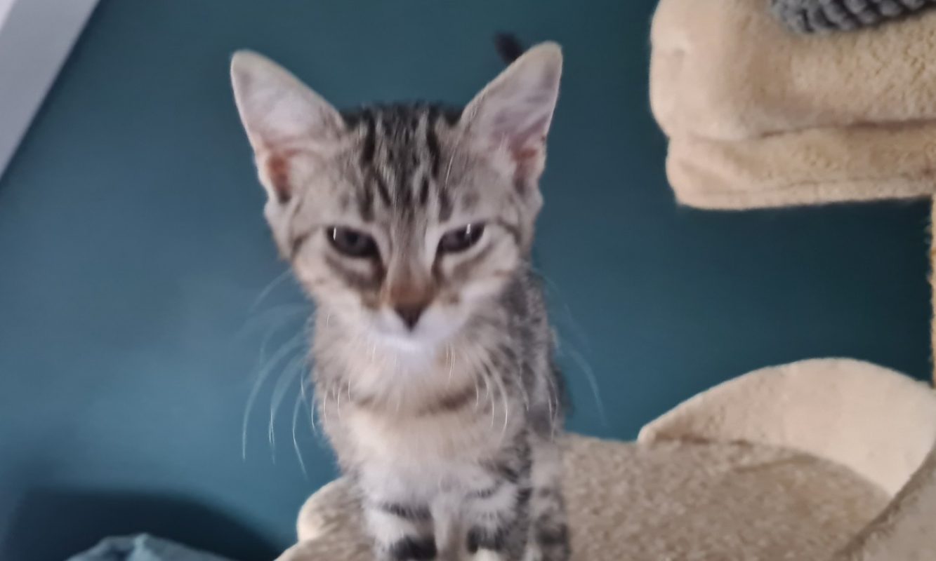 Zelda - Chat à adopter