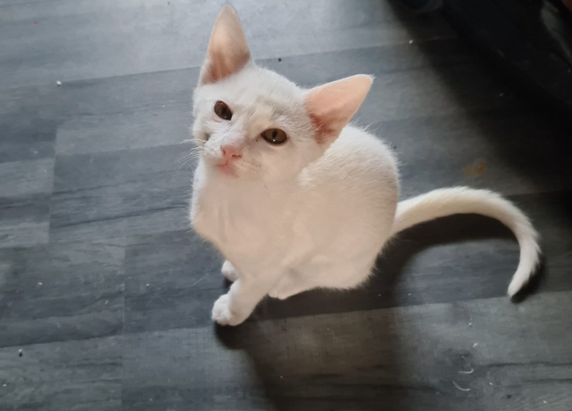 Lustucru - Chat Européen à adopter