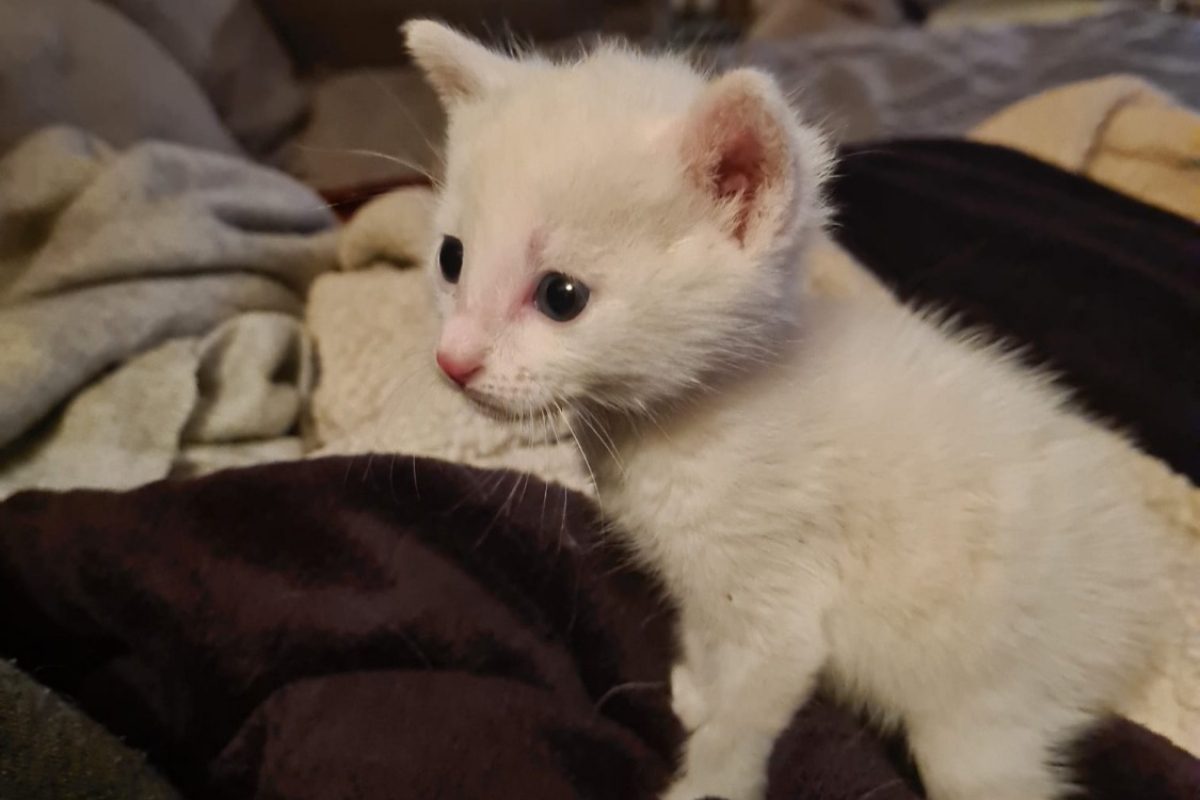 Lustucru - Chat Européen à adopter - photo 2