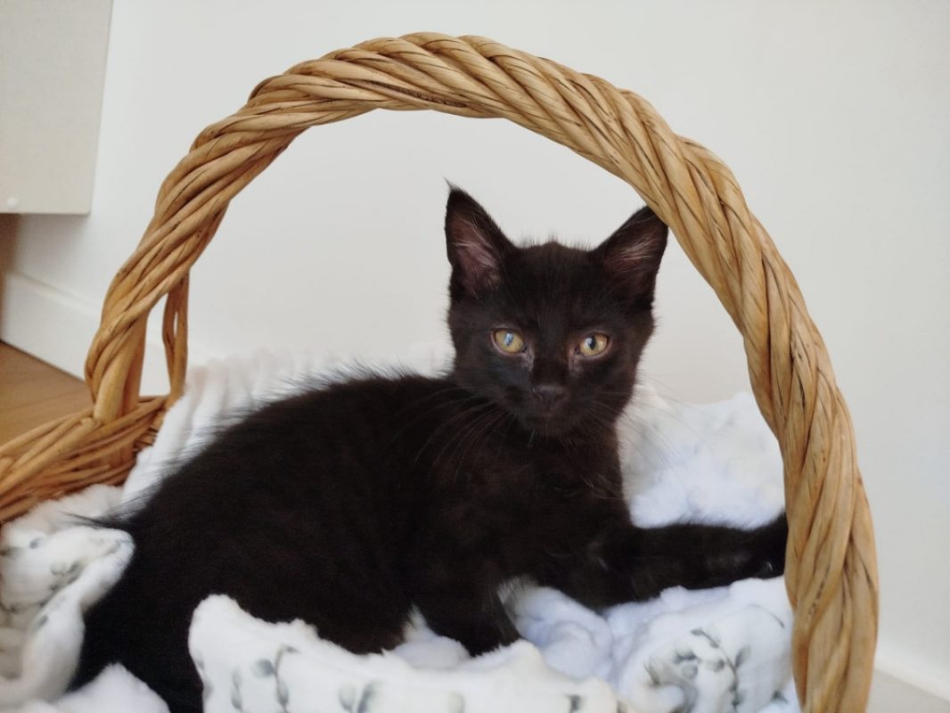 Naple - Chat Européen à adopter