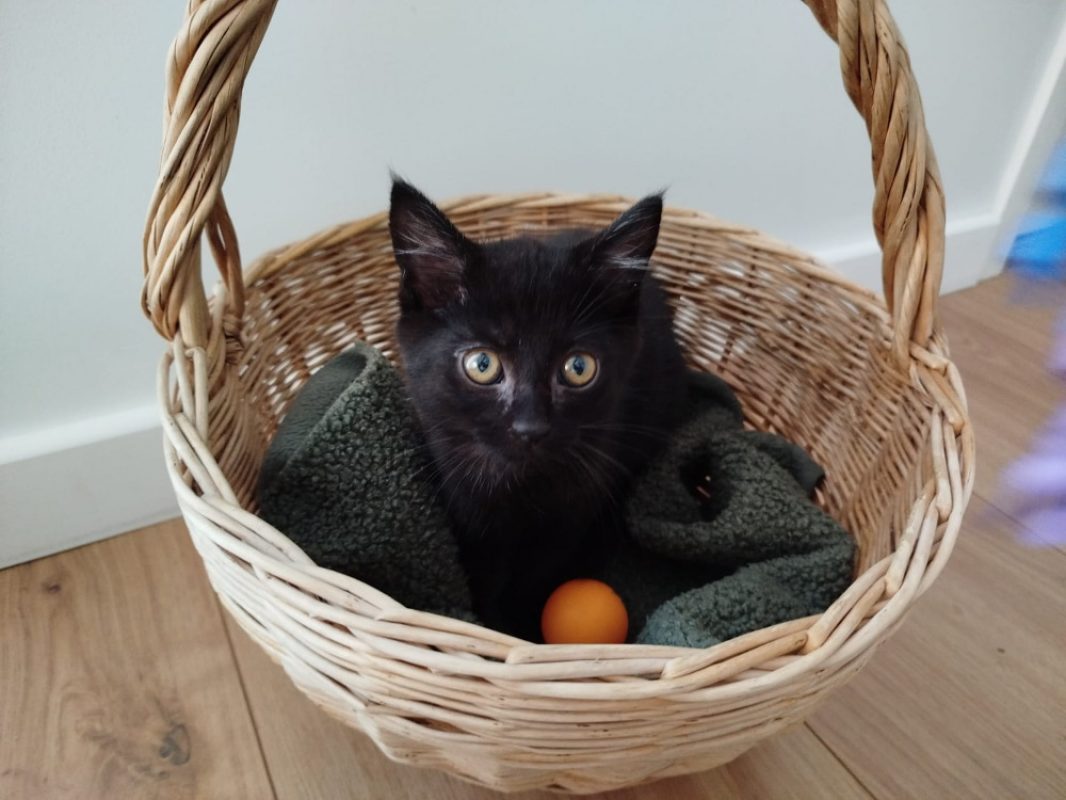 Naple - Chat Européen à adopter - photo 2