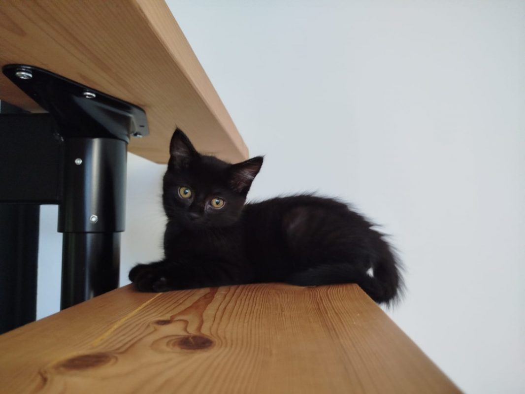 Naple - Chat Européen à adopter - photo 3