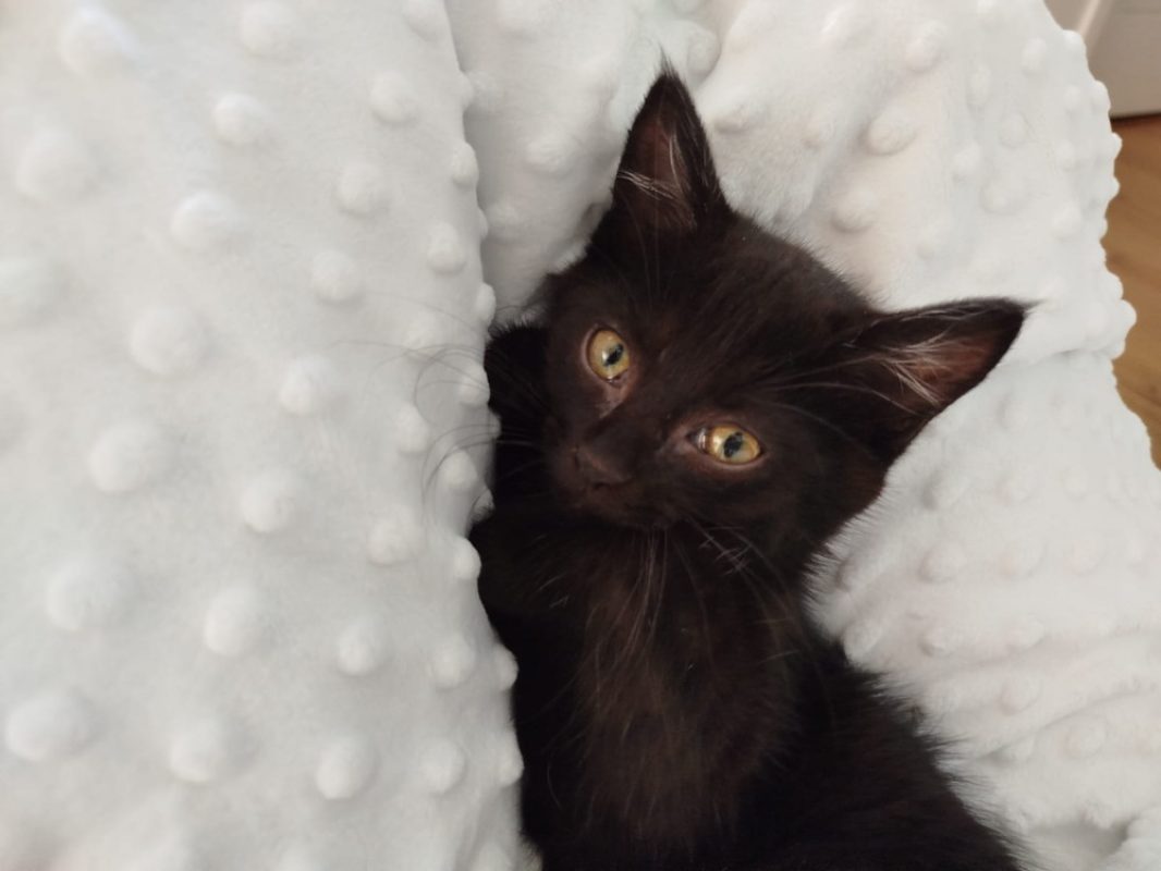 Naple - Chat Européen à adopter - photo 4