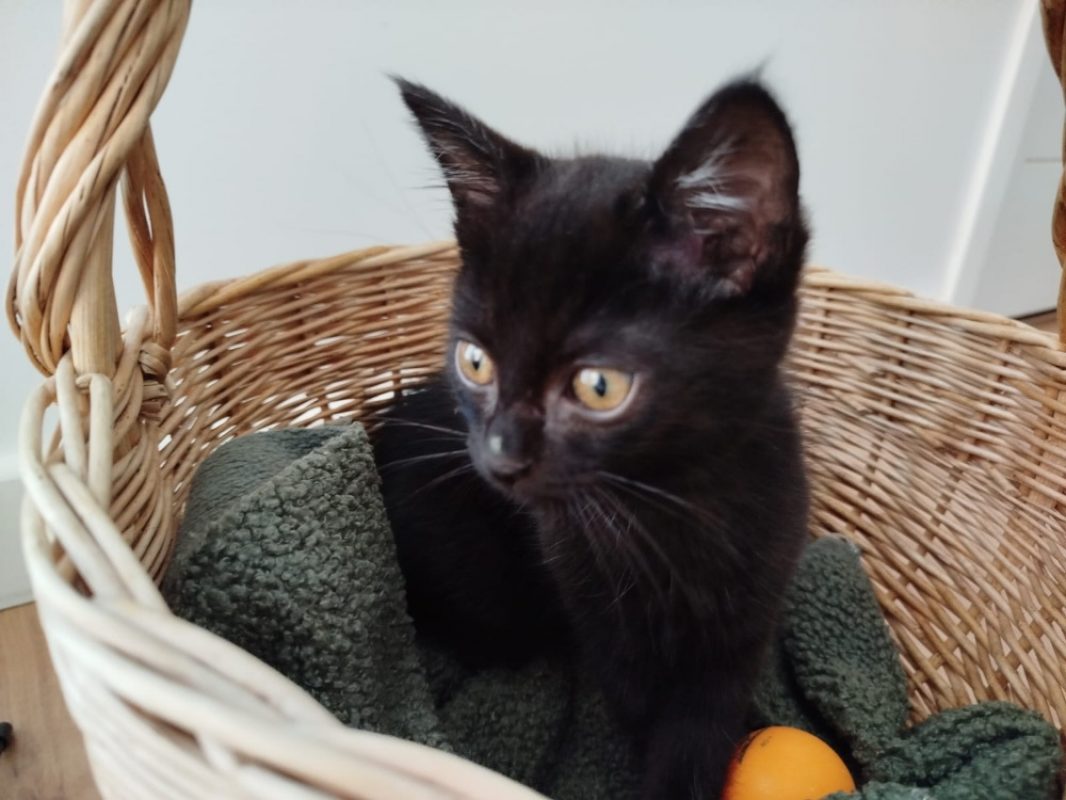 Naple - Chat Européen à adopter - photo 5