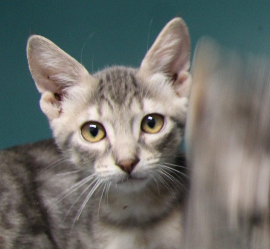 Oscar - Chat Européen à adopter