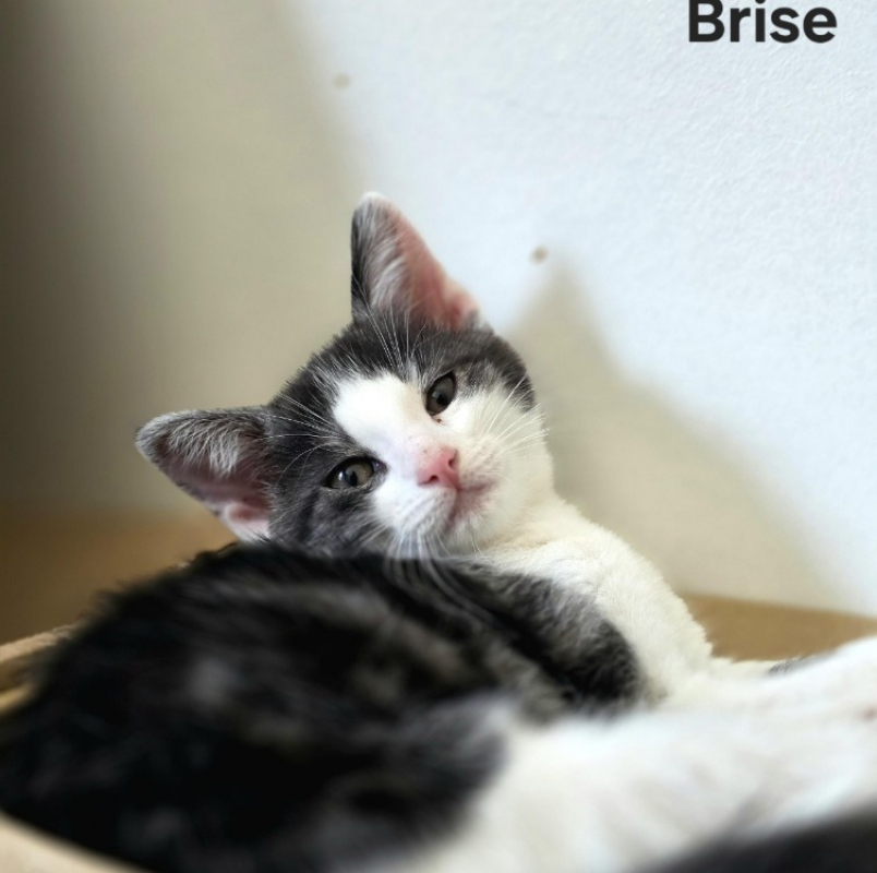 Brise - Chat Européen à adopter