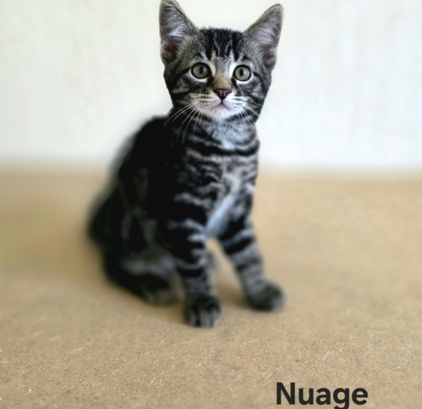 Nuage - Chat Européen à adopter