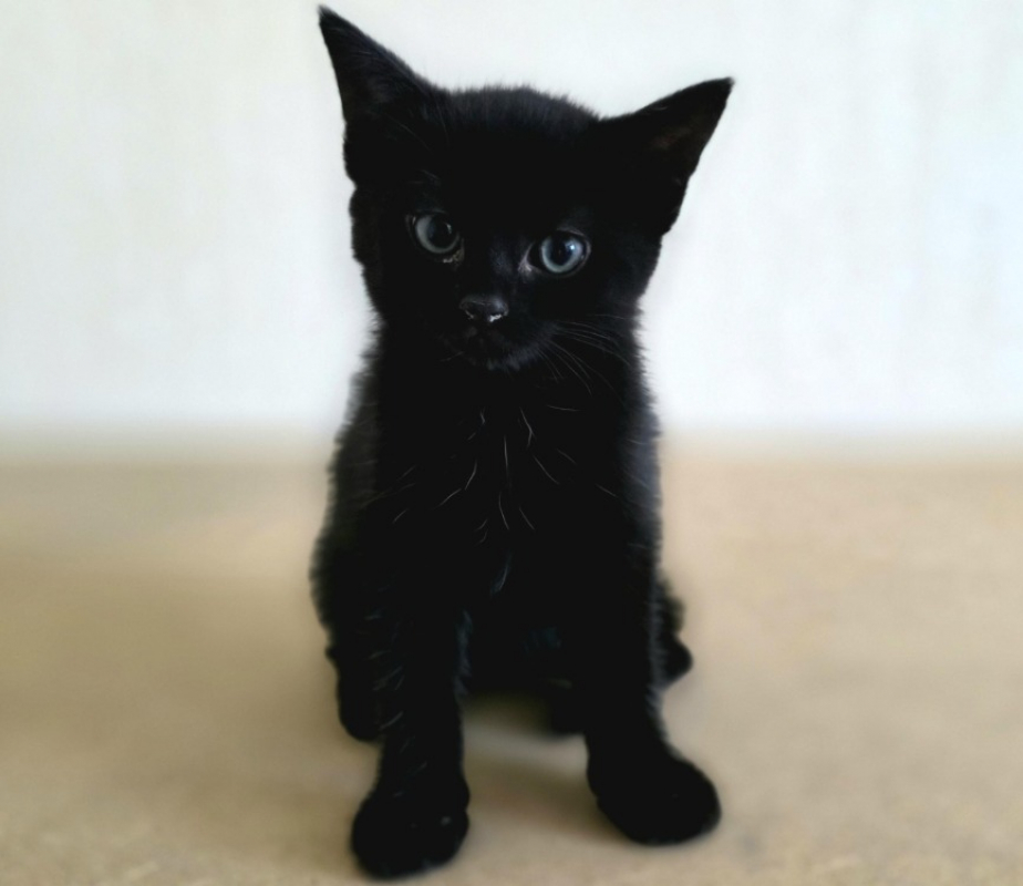 Thalassa - Chat Européen à adopter