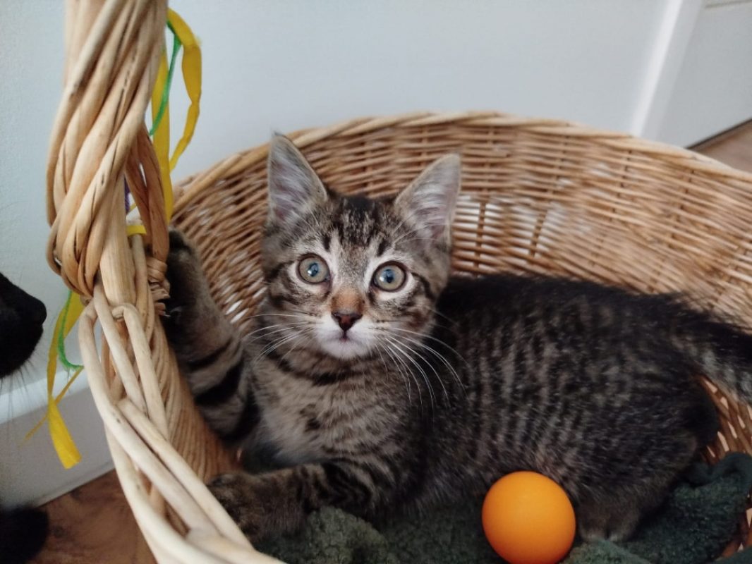 Venise - Chat Européen à adopter