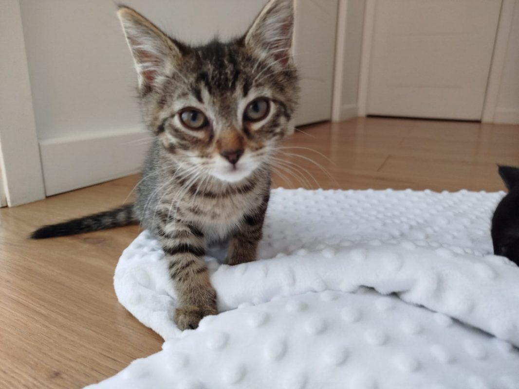 Venise - Chat Européen à adopter - photo 2