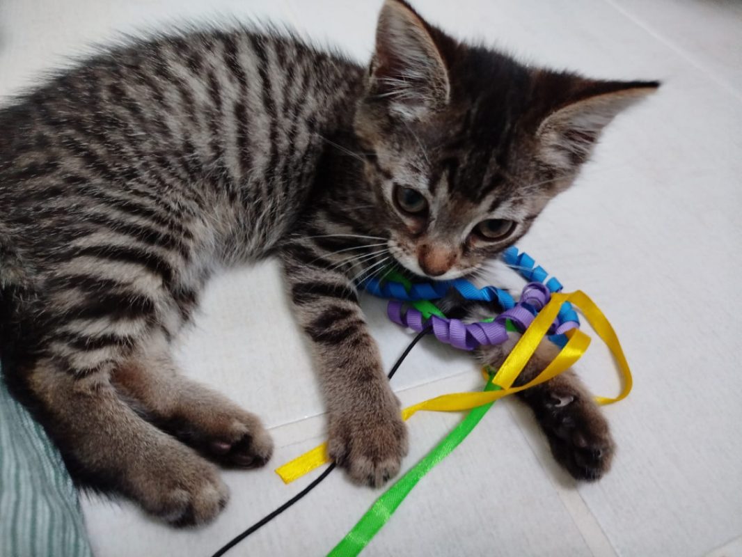 Venise - Chat Européen à adopter - photo 3