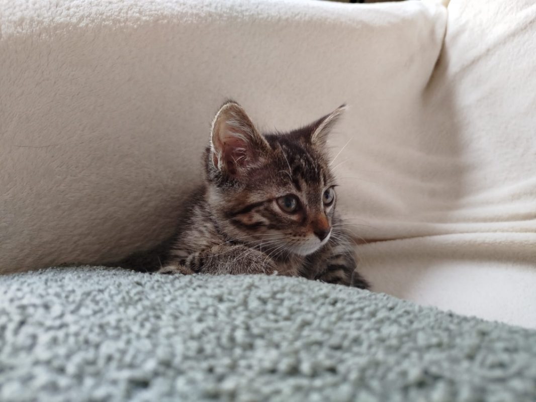 Venise - Chat Européen à adopter - photo 4