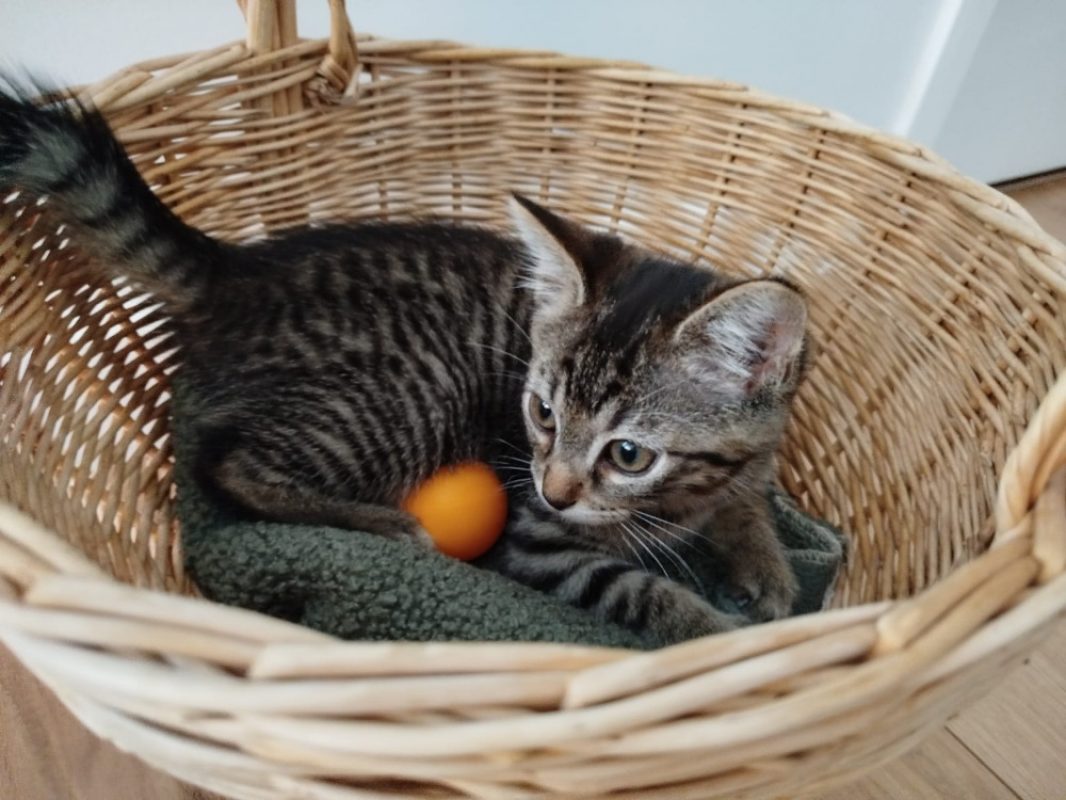 Venise - Chat Européen à adopter - photo 5