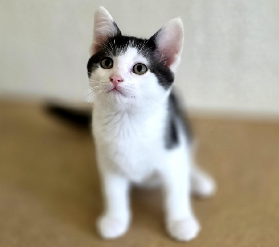 Manlow - Chat Européen à adopter