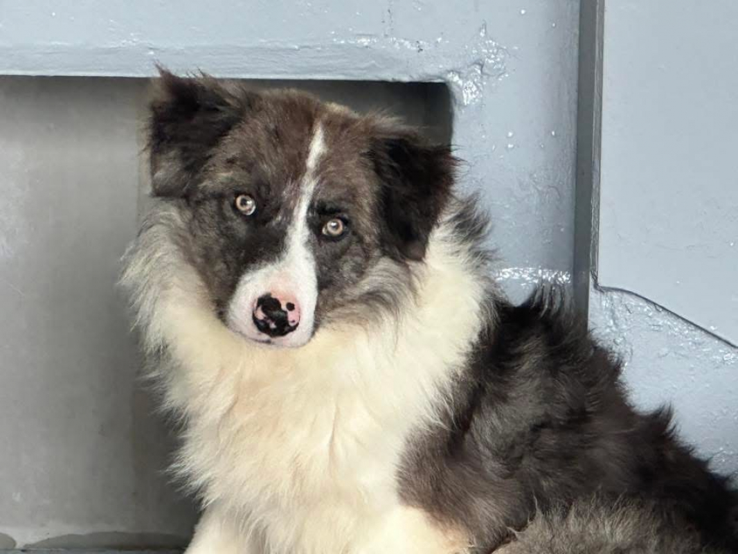 Nox - Chien Border Collie à adopter