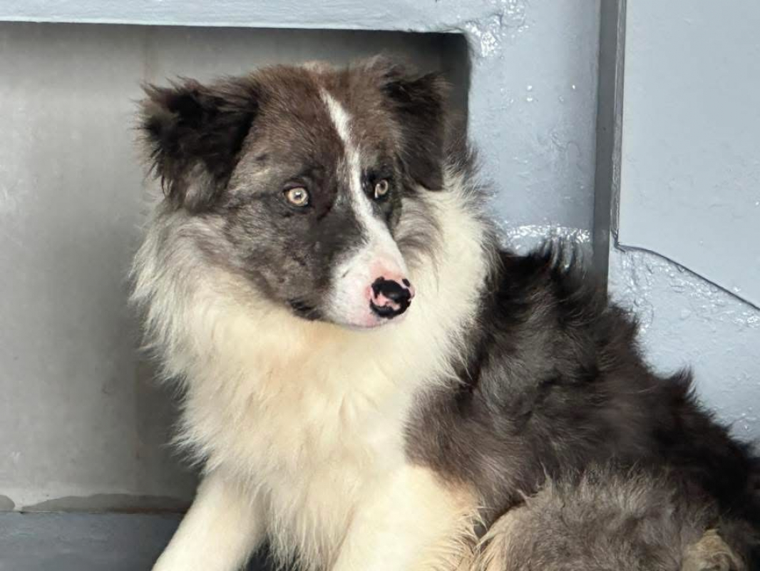 Nox - Chien Border Collie à adopter - photo 3