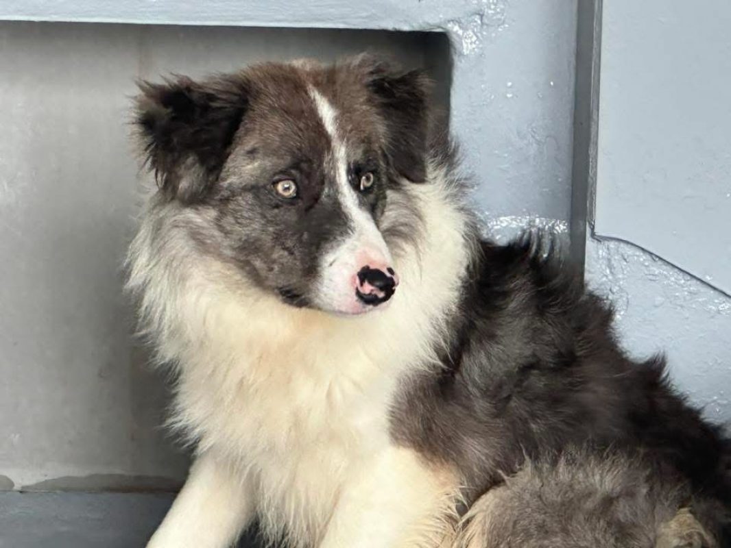 Nox - Chien Border Collie à adopter - photo 3