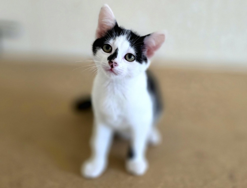 Sonorité - Chat Européen à adopter