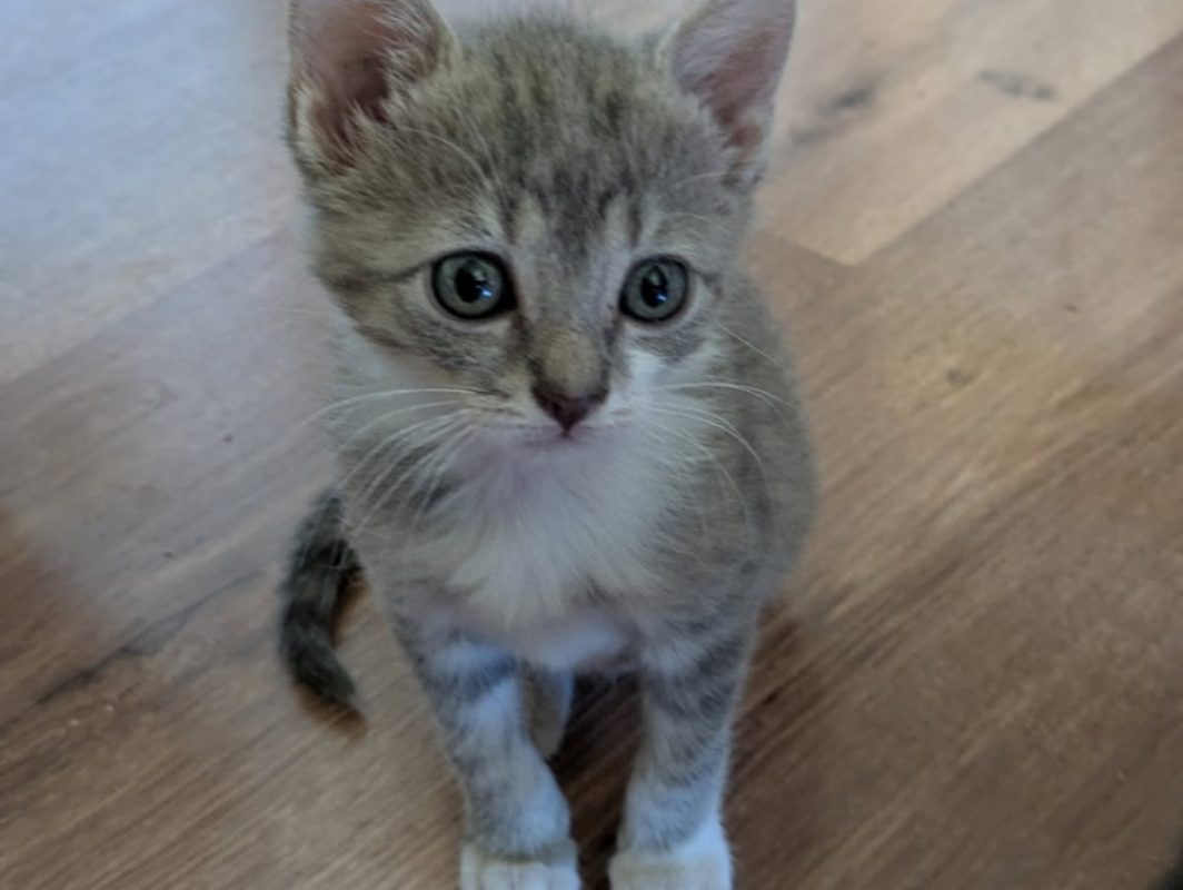 Bigoudi - Chat Européen à adopter