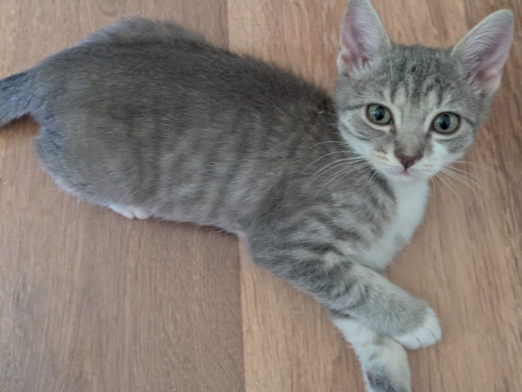 Bigoudi - Chat Européen à adopter - photo 2