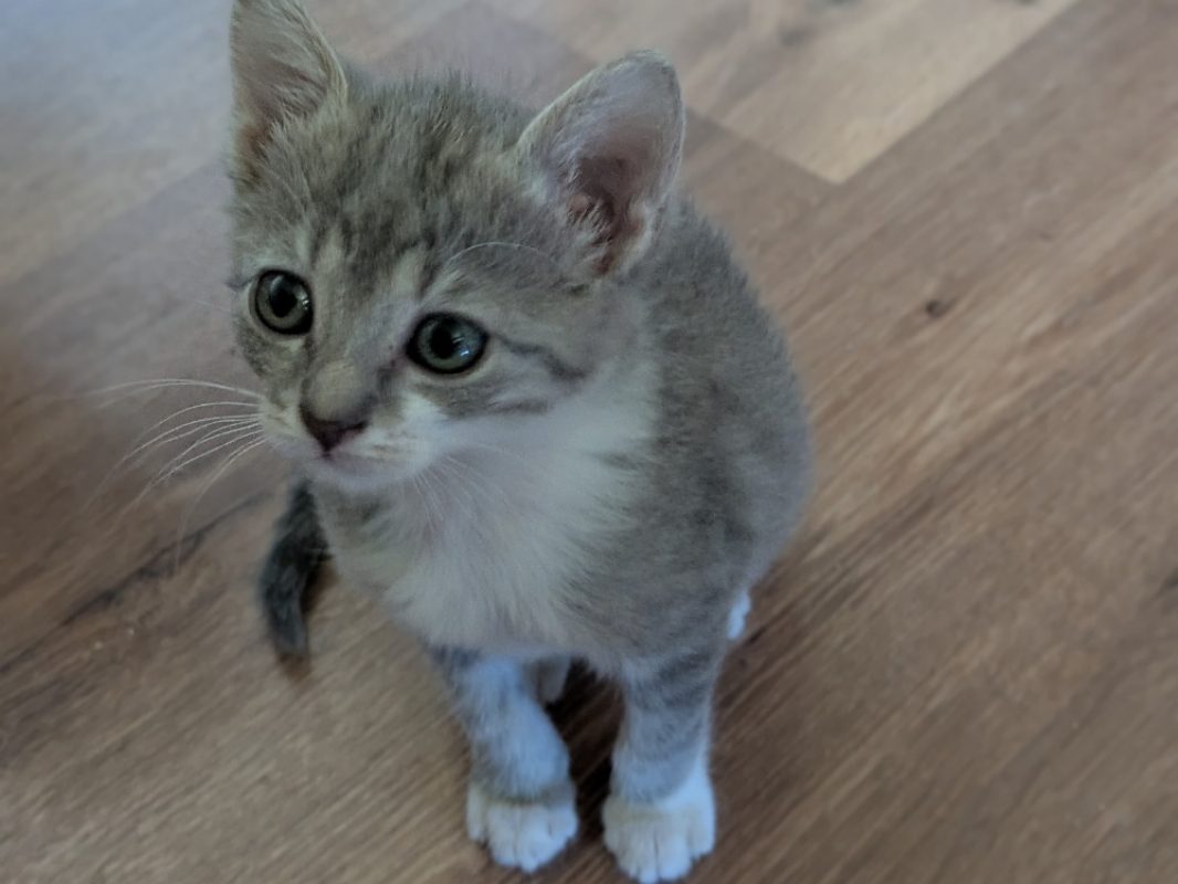 Bigoudi - Chat Européen à adopter - photo 3